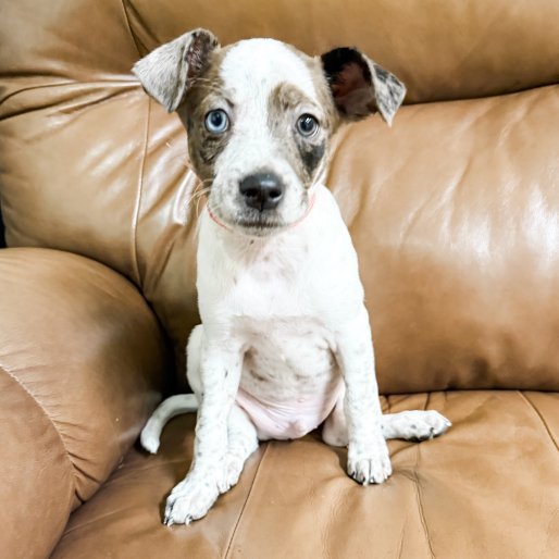 Virtual Puppy Companion