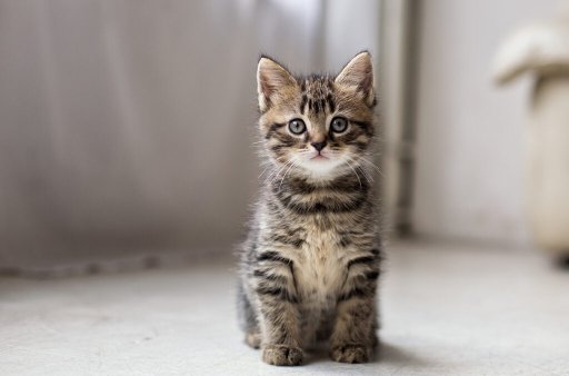 Digital Kitten Companion